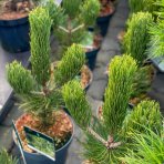 Borovica Heldreichova (Pinus heldreichii) ´SATELLIT´ - výška 40-60 cm, kont. C5L